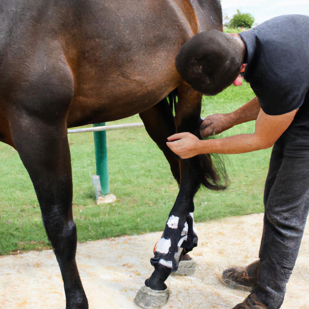 Chiropractor adjusting horse's hind leg